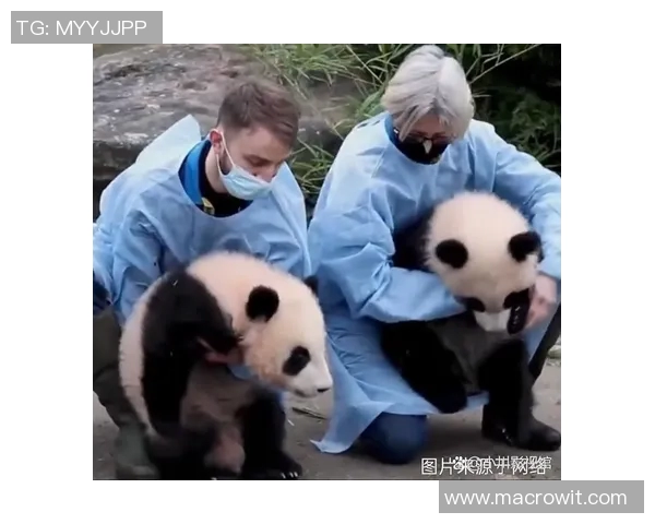 足球明星与熊猫的奇妙冒险之旅与友谊的温暖故事 足球明星与熊猫的奇妙冒险之旅与友谊的温暖故事
